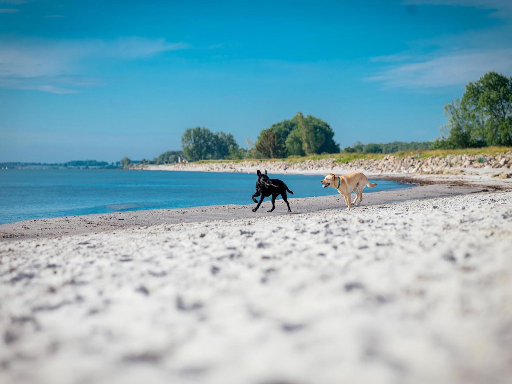 Ferienhaus Im Ostseeresort Dampland In Perfekter Lage Zewnętrze zdjęcie